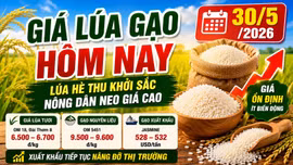 Giá lúa gạo hôm nay 30/5/2026: Gạo xuất khẩu giữ lợi thế