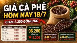 Giá cà phê hôm nay 18/7: Giảm sau hai phiên tăng