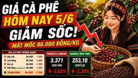 Giá cà phê hôm nay 5/6: Robusta và Arabica cùng giảm sâu