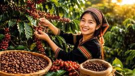 Giá cà phê hôm nay 10/8/2026: Cao nhất 97.000 đồng/kg