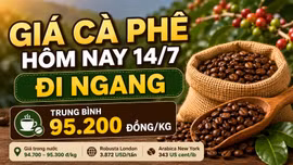 Giá cà phê hôm nay 14/7 chưa biến động sau nhịp giảm mạnh