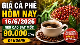 Giá cà phê hôm nay 16/6: Trong nước đi ngang, thế giới chững lại