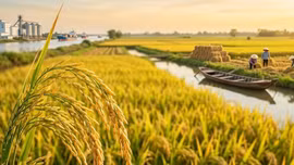 Giá lúa gạo hôm nay 14/5: Xuất khẩu tiếp tục bứt phá