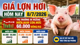 Giá lợn hơi hôm nay 8/7: Ba miền vẫn phân hóa