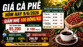 Giá cà phê hôm nay 9/6: Tây Nguyên giảm nhẹ, giữ vùng 85.000 đồng/kg