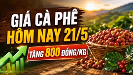 Giá cà phê hôm nay 21/5: Đảo chiều tăng 800 đồng/kg sau chuỗi giảm sâu