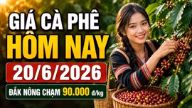 Giá cà phê hôm nay 20/6: Robusta tăng nhẹ, Arabica quay đầu giảm