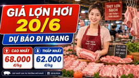 Giá lợn hơi ngày 20/6: Chênh lệch Bắc - Nam lên tới 6.000 đồng/kg