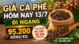 Giá cà phê hôm nay 13/7: Robusta và Arabica cùng đứng giá
