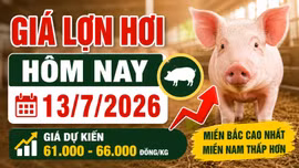 Giá lợn hơi hôm nay 13/7: Thị trường khó tăng mạnh