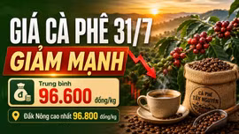 Giá cà phê hôm nay 31/7 quay đầu giảm sau phiên tăng nóng