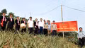 Trịnh Tường: Ra mắt mô hình “Trồng dứa sạch, an toàn” tại thôn Bản Trang