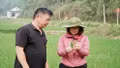 Lào Cai tăng cường điều tra phát hiện và phòng trừ sinh vật hại trên lúa mùa 2026 