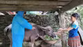 Lá chắn bảo vệ đàn gia súc trước dịch bệnh