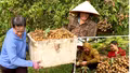 Rộn ràng mùa trái ngọt trên vùng cao Lào Cai