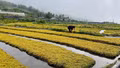Màu xanh mới trên non cao Y Tý