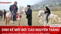 Ngựa tung vó: Điểm nhấn độc đáo hút khách du lịch tới "cao nguyên trắng" Bắc Hà