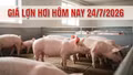 Giá lợn hơi ngày 24/7/2026: Lào Cai lùi về vùng giá thấp nhất miền Bắc