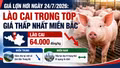 Giá lợn hơi ngày 24/7/2026: Lào Cai lùi về vùng giá thấp nhất miền Bắc