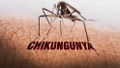 Những điều cần biết về chikungunya: Bệnh do muỗi truyền đang lan rộng toàn cầu