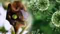 Ấn Độ tuyên bố khống chế dịch virus Nipah, các nước châu Á nâng mức cảnh giác