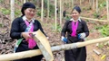 Phong Hải nâng tầm giá trị cây quế