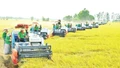 Tạo lợi thế cạnh tranh cho ngành lúa gạo Việt