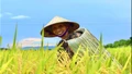 Áo tơi Yên Lạc: Giữ hồn làng trong từng mũi chằm