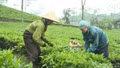 Thành lập Ban Chỉ đạo Trung ương Chương trình mục tiêu quốc gia vùng đồng bào dân tộc thiểu số và miền núi