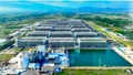 Ngành chăn nuôi cần "cú hích" từ ngân hàng giống đến chuỗi hiện đại