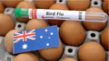 Chủng virus cúm gia cầm H5 lây lan rộng tại Australia