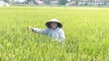 Nâng cao giá trị từ cây lúa: Đưa các giống mới, chất lượng cao vào sản xuất