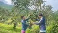 Tăng thu nhập từ cây hồng không hạt