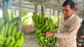 Tìm hướng mới để dừa, dứa, chuối... vào nhóm 'xuất khẩu tỉ đô'