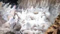 Thủ tướng chỉ đạo triển khai quyết liệt phòng chống dịch tả lợn châu Phi