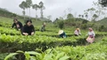 Kinh tế tư nhân - Hạt nhân mới của hành trình tăng trưởng xanh