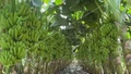 Chuối Việt Nam dẫn đầu thị phần tại Trung Quốc, tiến gần 'câu lạc bộ tỷ USD'