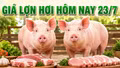 Giá lợn hơi hôm nay 23/7: Tiếp tục đi xuống, 66.000 đồng/kg là mức giao dịch cao nhất