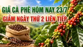 Giá cà phê hôm nay 23/7: Giảm phiên thứ hai liên tiếp, nguyên nhân do đâu?