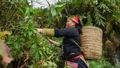 Người Dao và kho báu dược liệu vùng núi phía Bắc