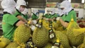 Kim ngạch xuất khẩu rau quả Việt Nam cao chưa từng có