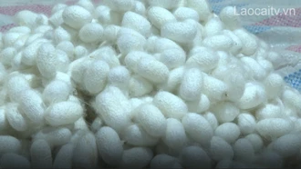 Bảo Yên thu hoạch lứa kén tằm đầu tiên trong năm
