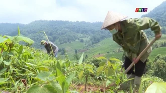 Đất Mường Bo "nở hoa"