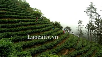 Liên kết trồng chè hữu cơ ở Cao Sơn - Hướng đi có nhiều tín hiệu vui