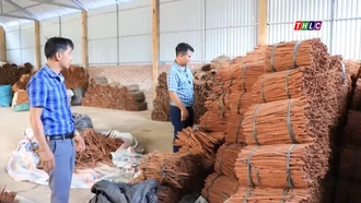 Giá bán các sản phẩm quế ổn định