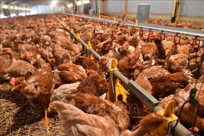 Gia cầm tại một trang trại ở Crannes-en-Champagne, miền Tây Pháp. (Ảnh minh họa)