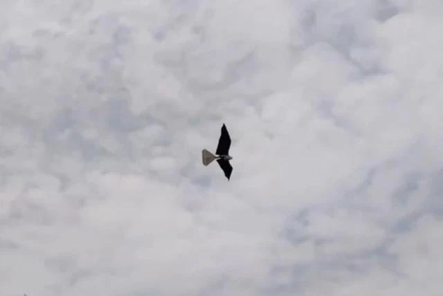 Hình dáng và khả năng vỗ cánh giống chim có thể giúp rô bốt khó bị phát hiện.