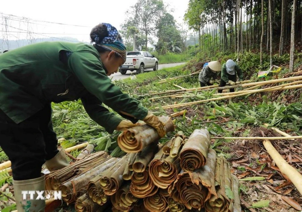 Người dân ở xã Nậm Đét, huyện Bắc Hà, tỉnh Lào Cai, thu hoạch quế.