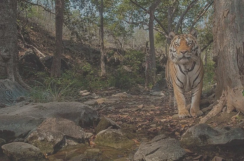 Bẫy ảnh (camera trap) đã "cách mạng hóa" cách các nhà khoa học nghiên cứu về loài hổ Bengal có nguy cơ tuyệt chủng.