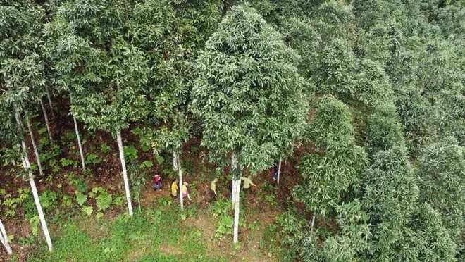 Ứng dụng SMART đã được triển khai ở hơn 40 khu rừng đặc dụng và phòng hộ tại Việt Nam, hỗ trợ hiệu quả lực lượng kiểm lâm.